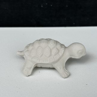 Baby Turtle